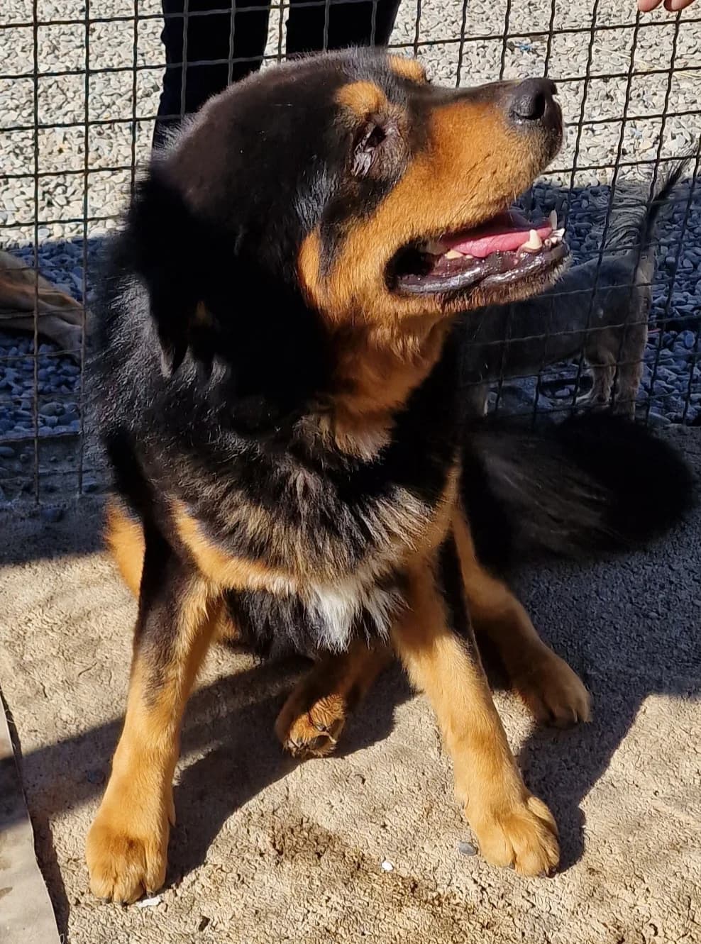 Buck, male Mixed Breed for adoption at Hundehilfe Motril, Hundehilfe Motril photo 2