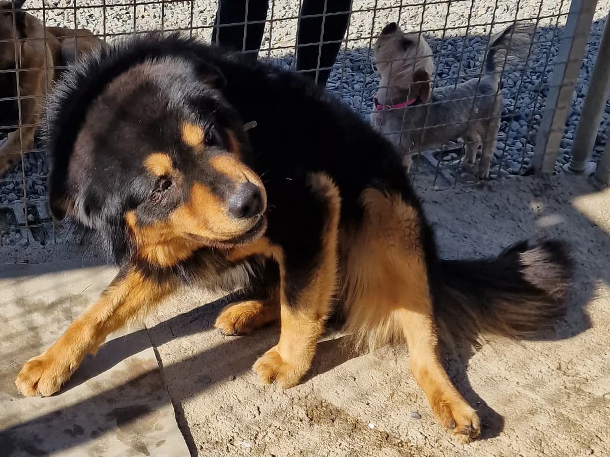 Buck, male Mixed Breed for adoption at Hundehilfe Motril, Hundehilfe Motril photo 3