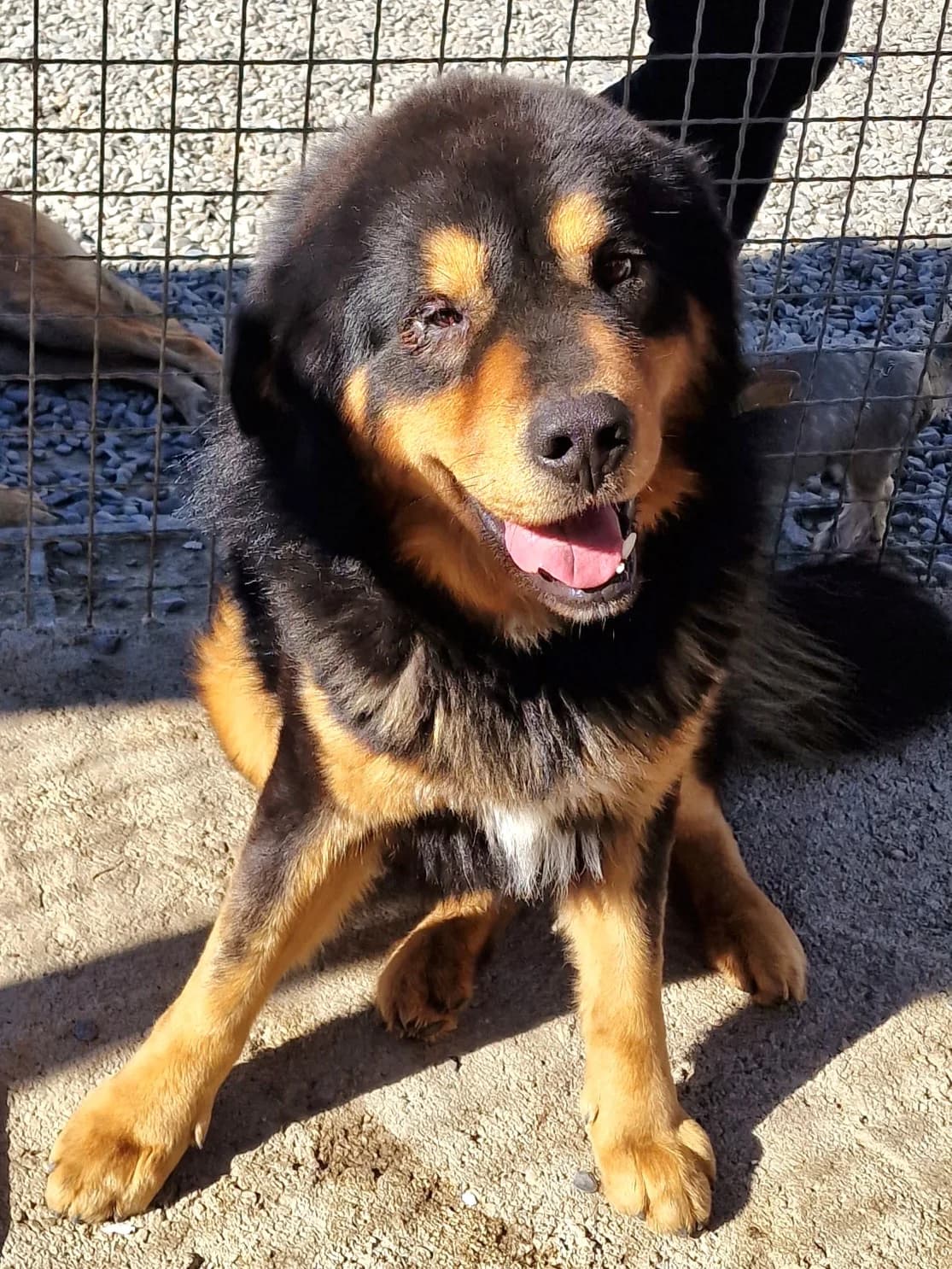 Buck, male Mixed Breed for adoption at Hundehilfe Motril, Hundehilfe Motril photo 4