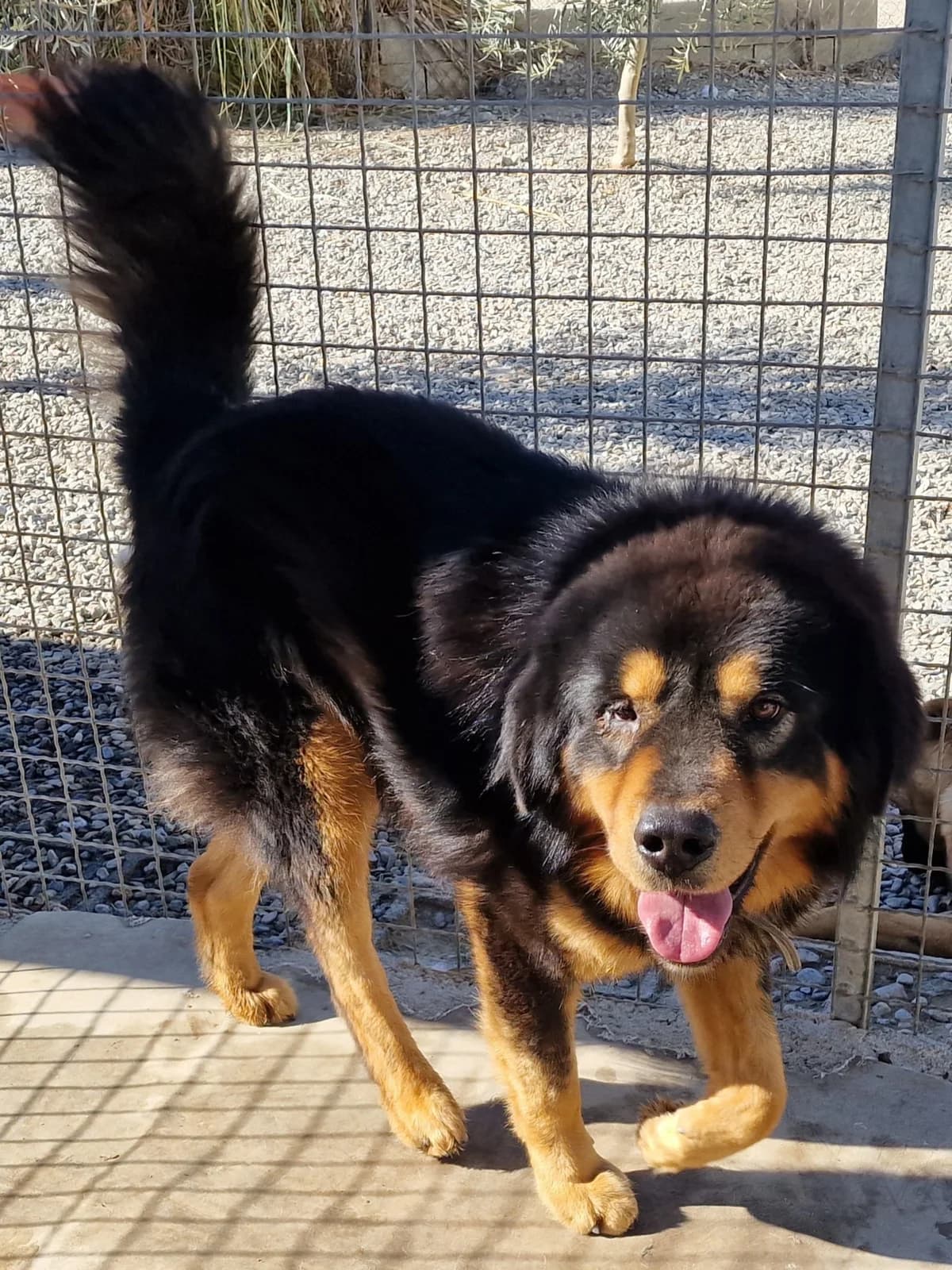 Buck, male Mixed Breed for adoption at Hundehilfe Motril, Hundehilfe Motril photo 5