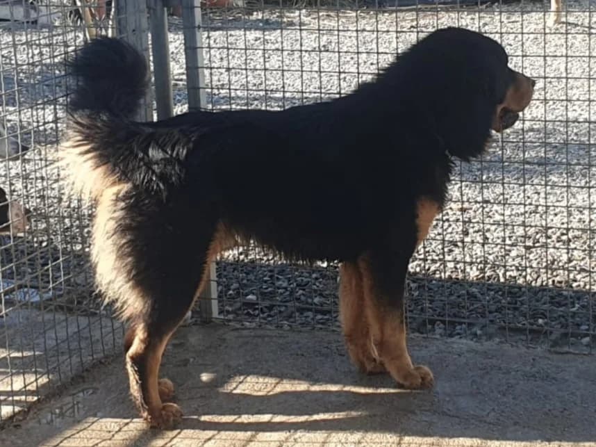 Buck, male Mixed Breed for adoption at Hundehilfe Motril, Hundehilfe Motril photo 6