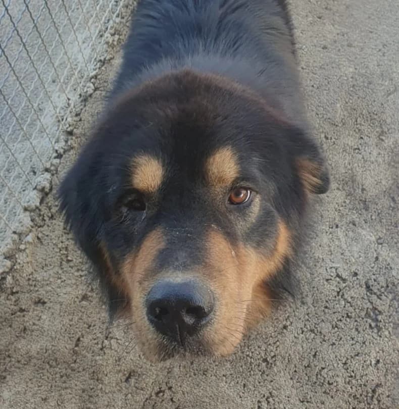 Buck, male Mixed Breed for adoption at Hundehilfe Motril, Hundehilfe Motril photo 7