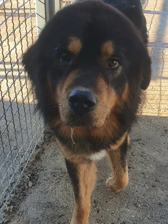 Buck, male Mixed Breed for adoption at Hundehilfe Motril, Hundehilfe Motril photo 8