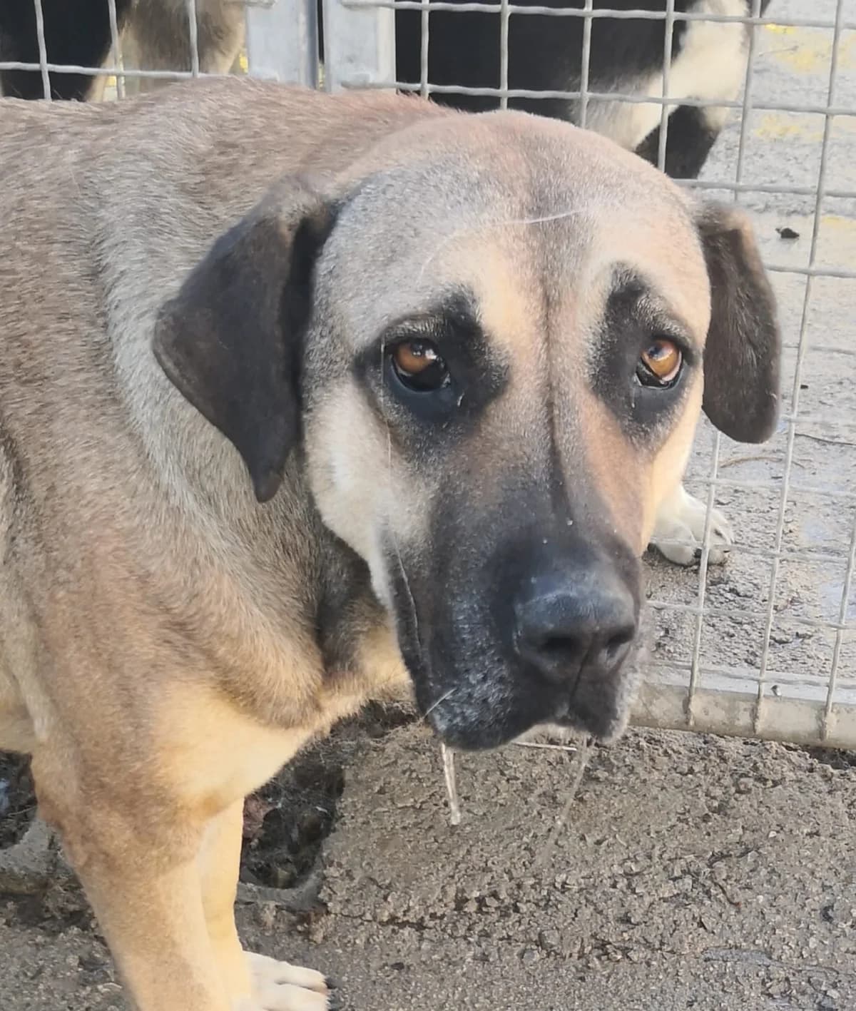 Lea, female Mixed Breed for adoption at Hundehilfe Motril, Hundehilfe Motril photo 2