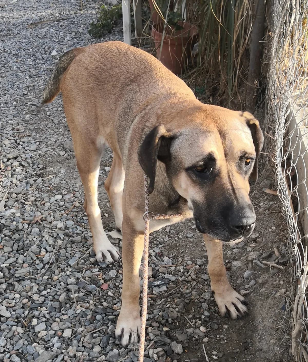 Lea, female Mixed Breed for adoption at Hundehilfe Motril, Hundehilfe Motril photo 3