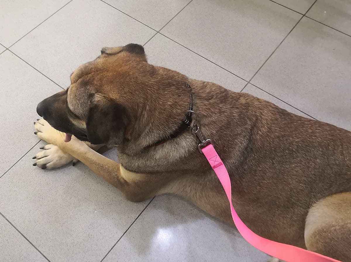 Lea, female Mixed Breed for adoption at Hundehilfe Motril, Hundehilfe Motril photo 4