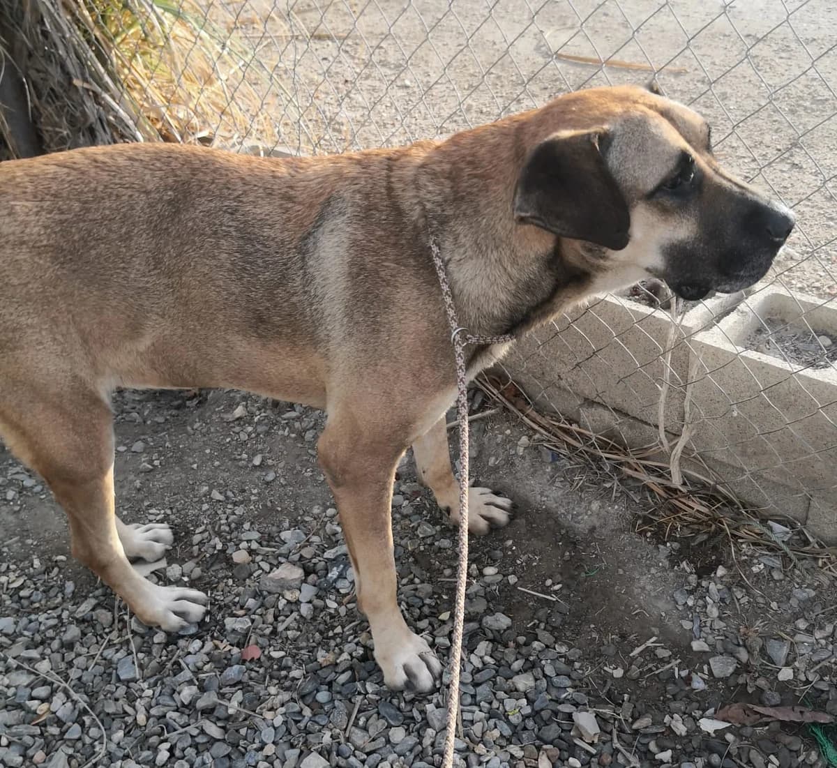 Lea, female Mixed Breed for adoption at Hundehilfe Motril, Hundehilfe Motril photo 5