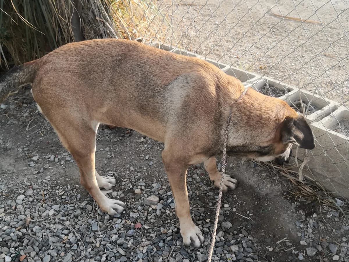 Lea, female Mixed Breed for adoption at Hundehilfe Motril, Hundehilfe Motril photo 6