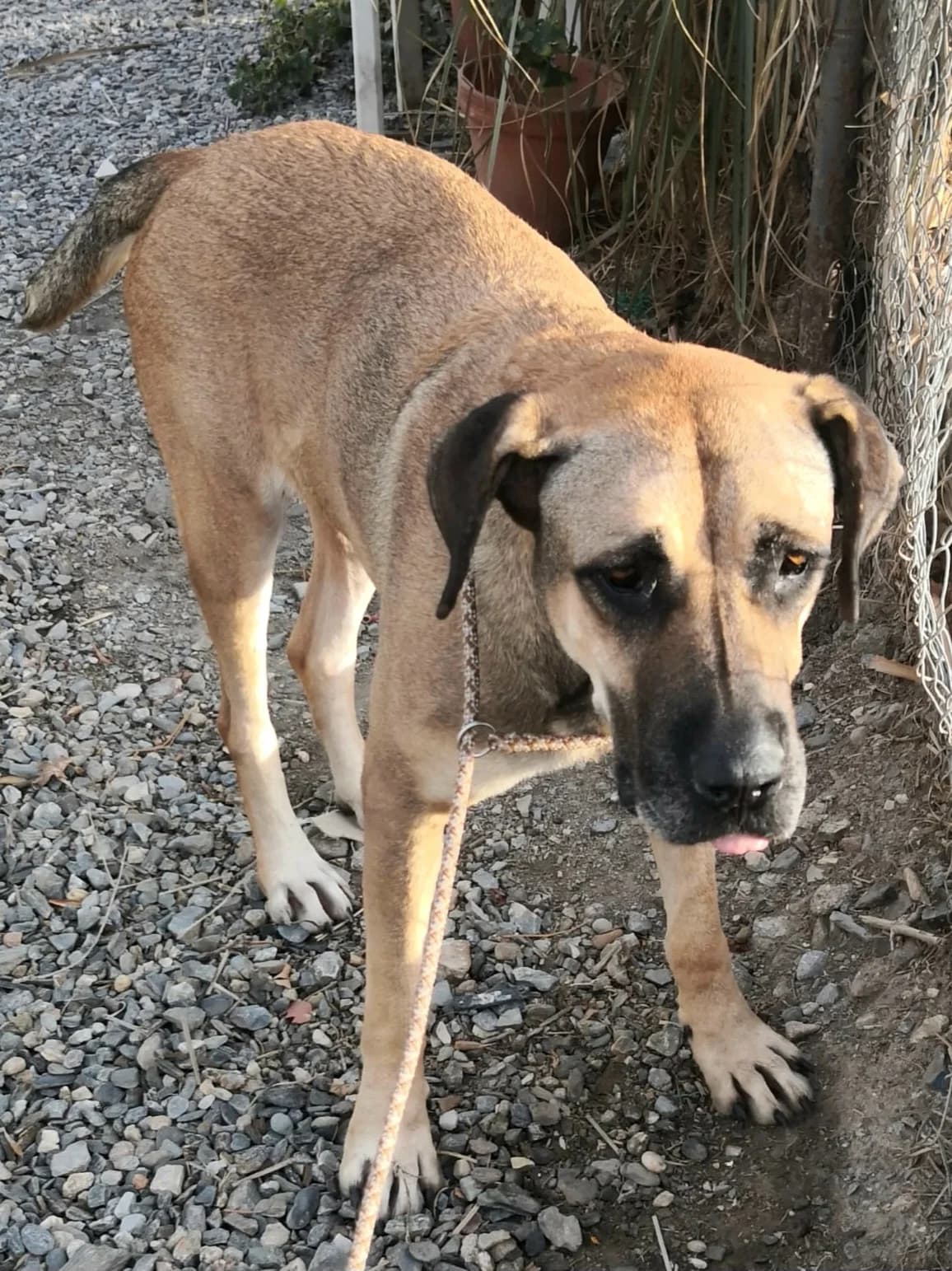 Lea, female Mixed Breed for adoption at Hundehilfe Motril, Hundehilfe Motril photo 7
