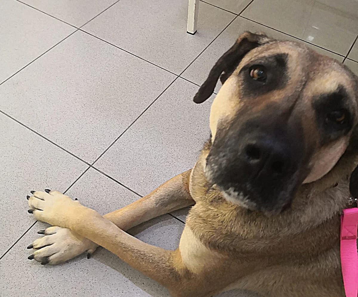 Lea, female Mixed Breed for adoption at Hundehilfe Motril, Hundehilfe Motril photo 8