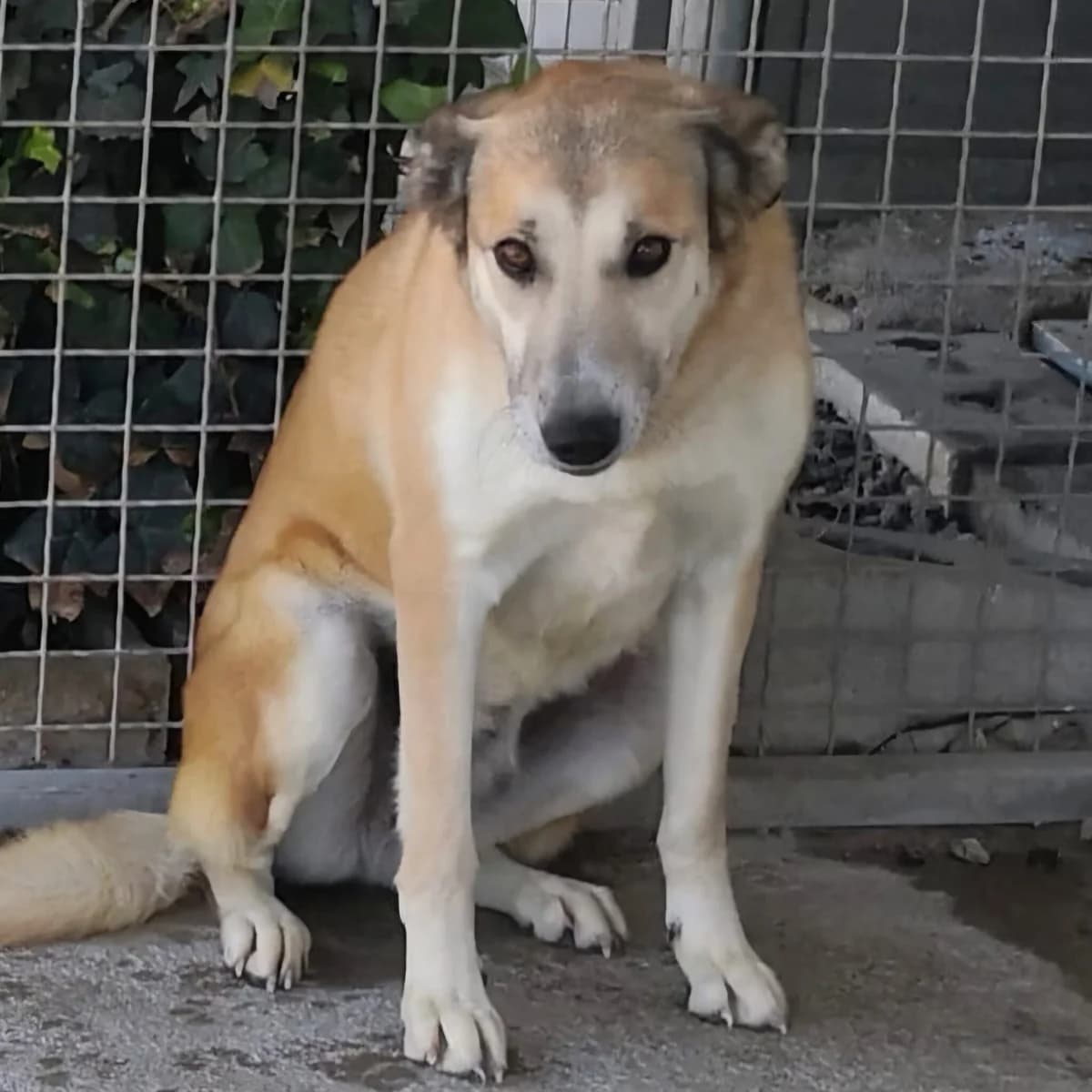 Hada,  Mixed Breed for adoption at Hundehilfe Motril