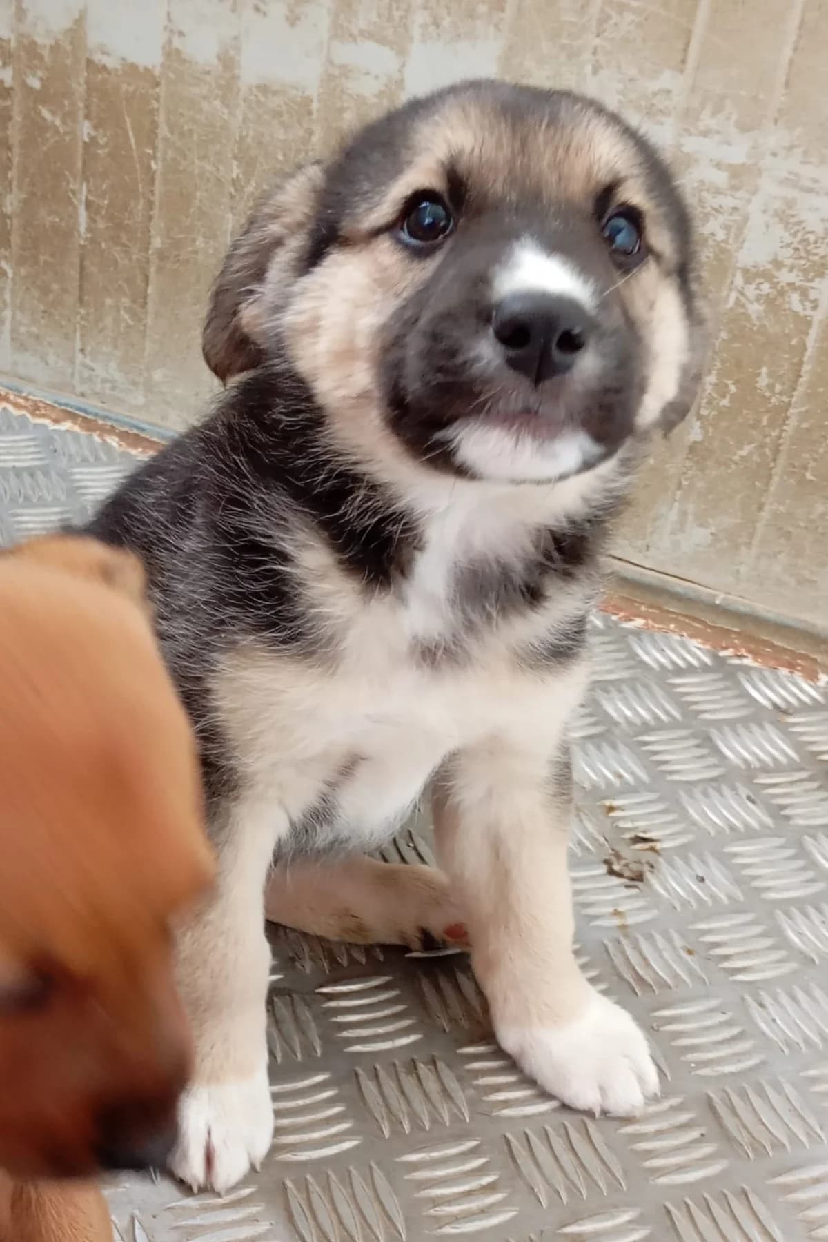 Lobo, male Mixed Breed for adoption at Hundehilfe Motril