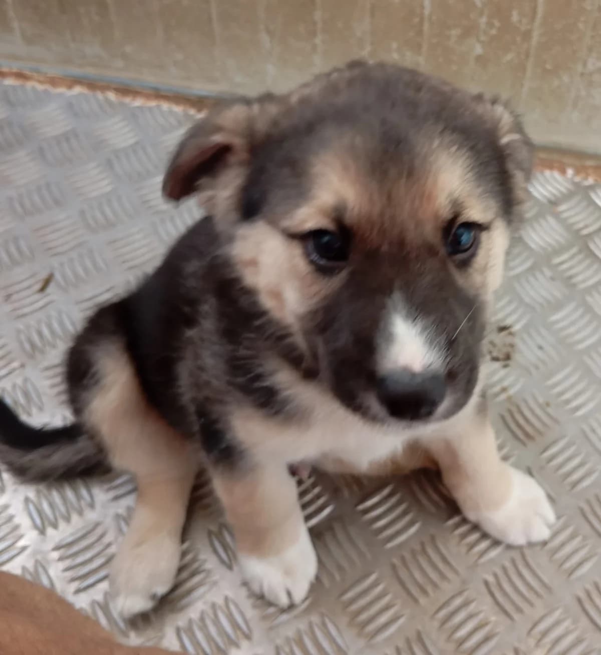 Lobo, male Mixed Breed for adoption at Hundehilfe Motril, Hundehilfe Motril photo 2