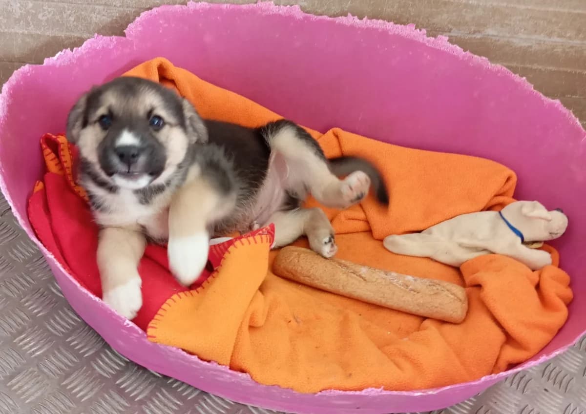 Lobo, male Mixed Breed for adoption at Hundehilfe Motril, Hundehilfe Motril photo 3