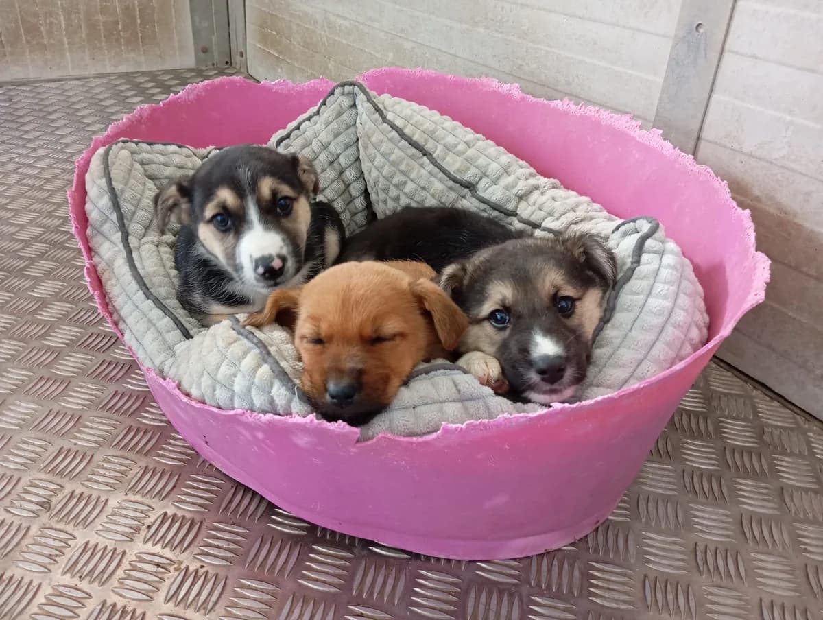 Lobo, male Mixed Breed for adoption at Hundehilfe Motril, Hundehilfe Motril photo 4