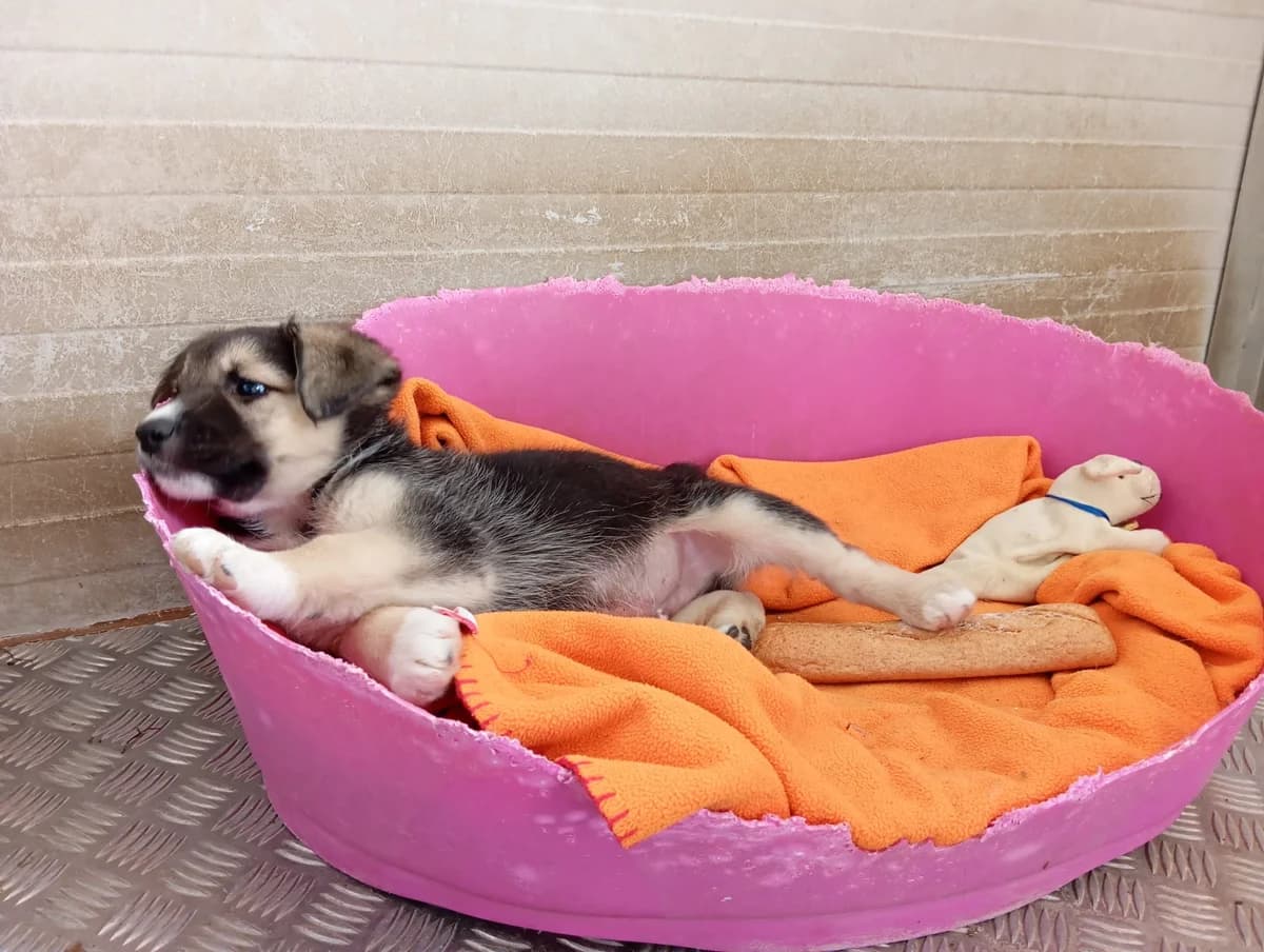 Lobo, male Mixed Breed for adoption at Hundehilfe Motril, Hundehilfe Motril photo 5