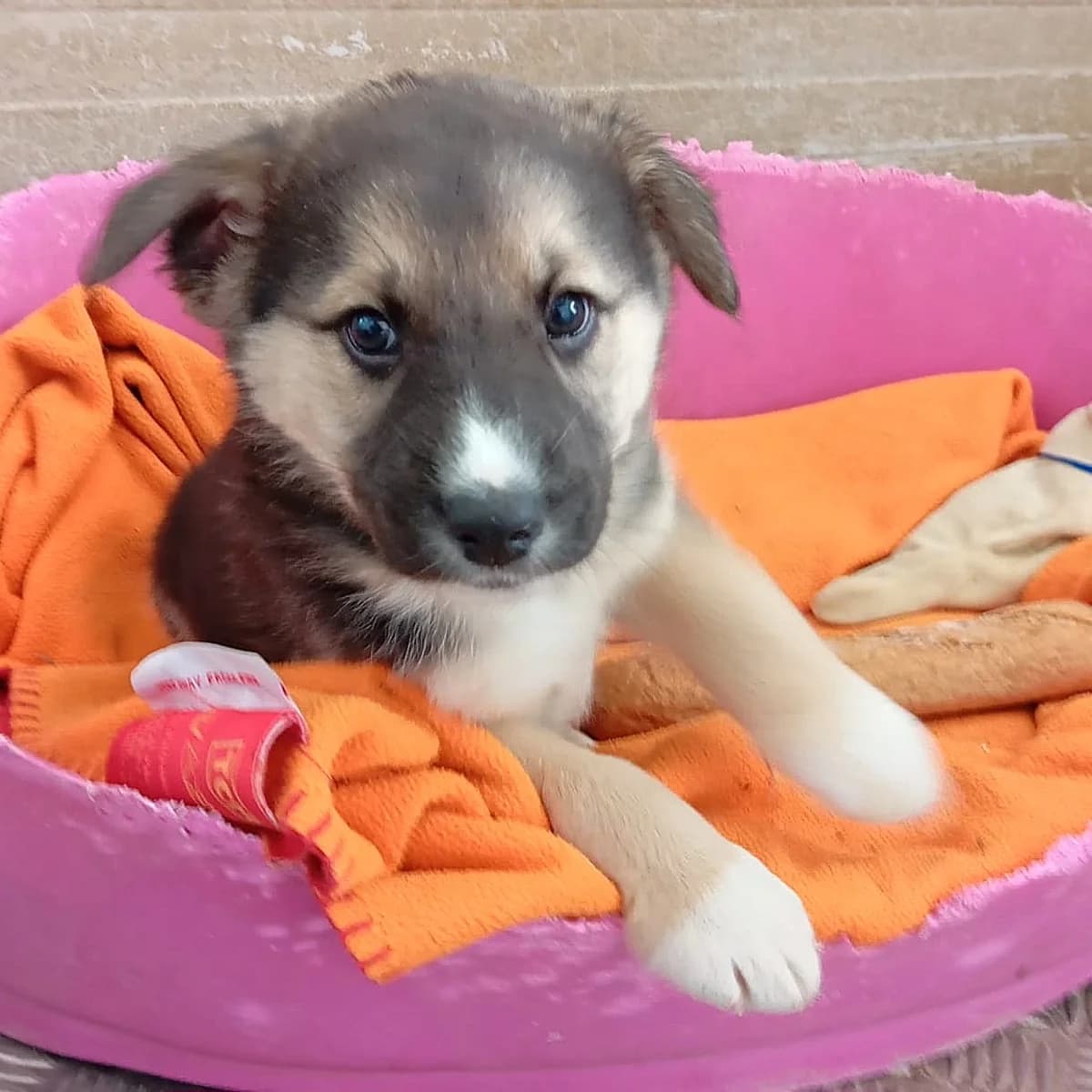 Lobo, male Mixed Breed for adoption at Hundehilfe Motril, Hundehilfe Motril photo 6