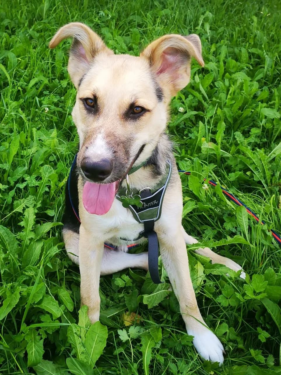 Lobo, male Mixed Breed for adoption at Hundehilfe Motril, Hundehilfe Motril photo 7