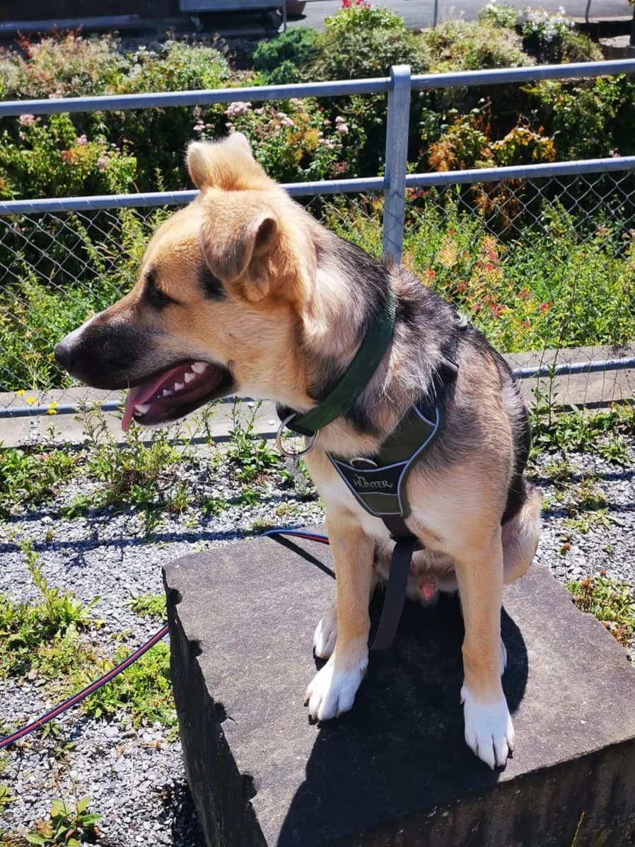 Lobo, male Mixed Breed for adoption at Hundehilfe Motril, Hundehilfe Motril photo 8