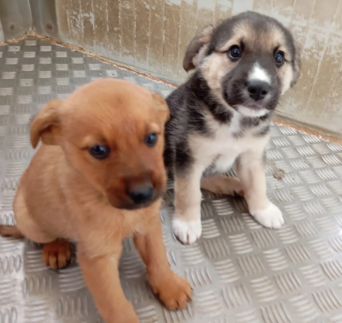 Lori, female Mixed Breed for adoption at Hundehilfe Motril