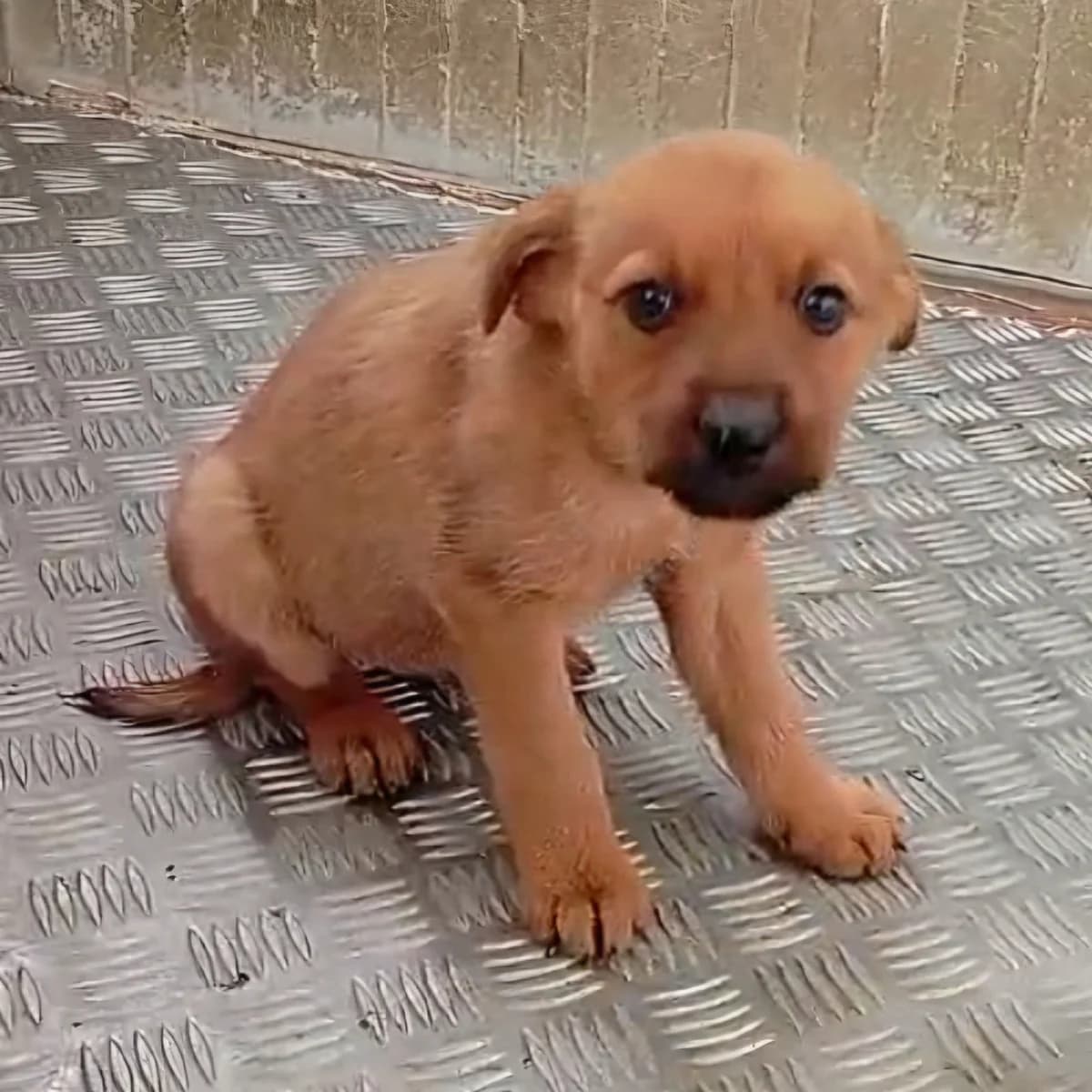 Lori, female Mixed Breed for adoption at Hundehilfe Motril, Hundehilfe Motril photo 2