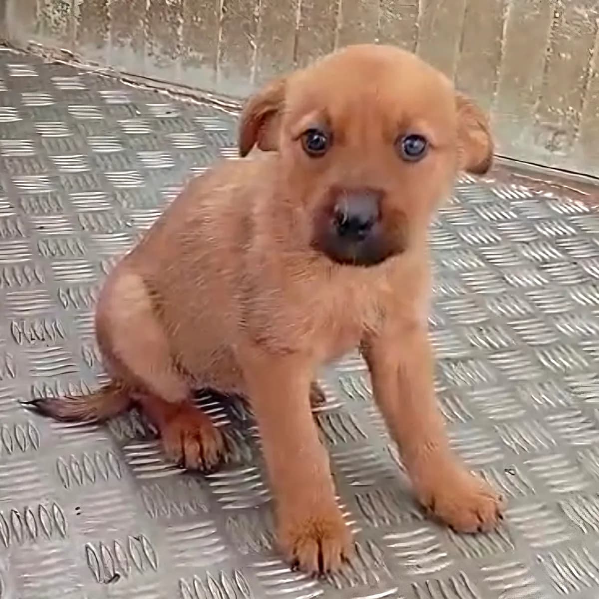 Lori, female Mixed Breed for adoption at Hundehilfe Motril, Hundehilfe Motril photo 3