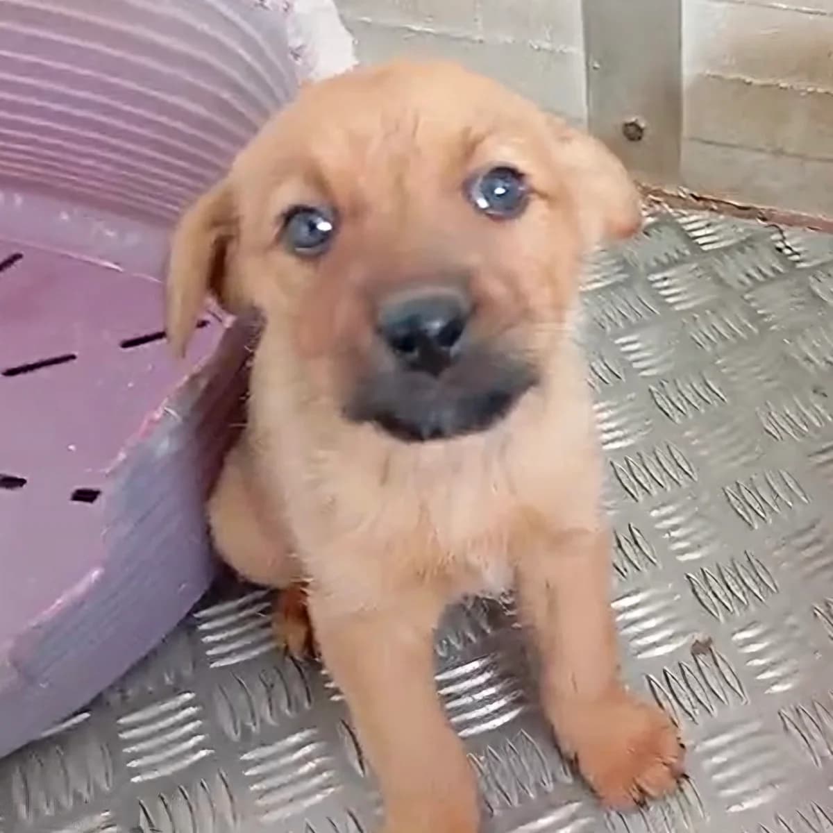 Lori, female Mixed Breed for adoption at Hundehilfe Motril, Hundehilfe Motril photo 4