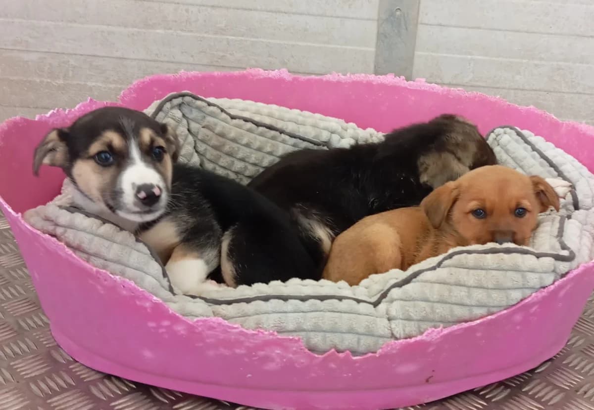 Lori, female Mixed Breed for adoption at Hundehilfe Motril, Hundehilfe Motril photo 5