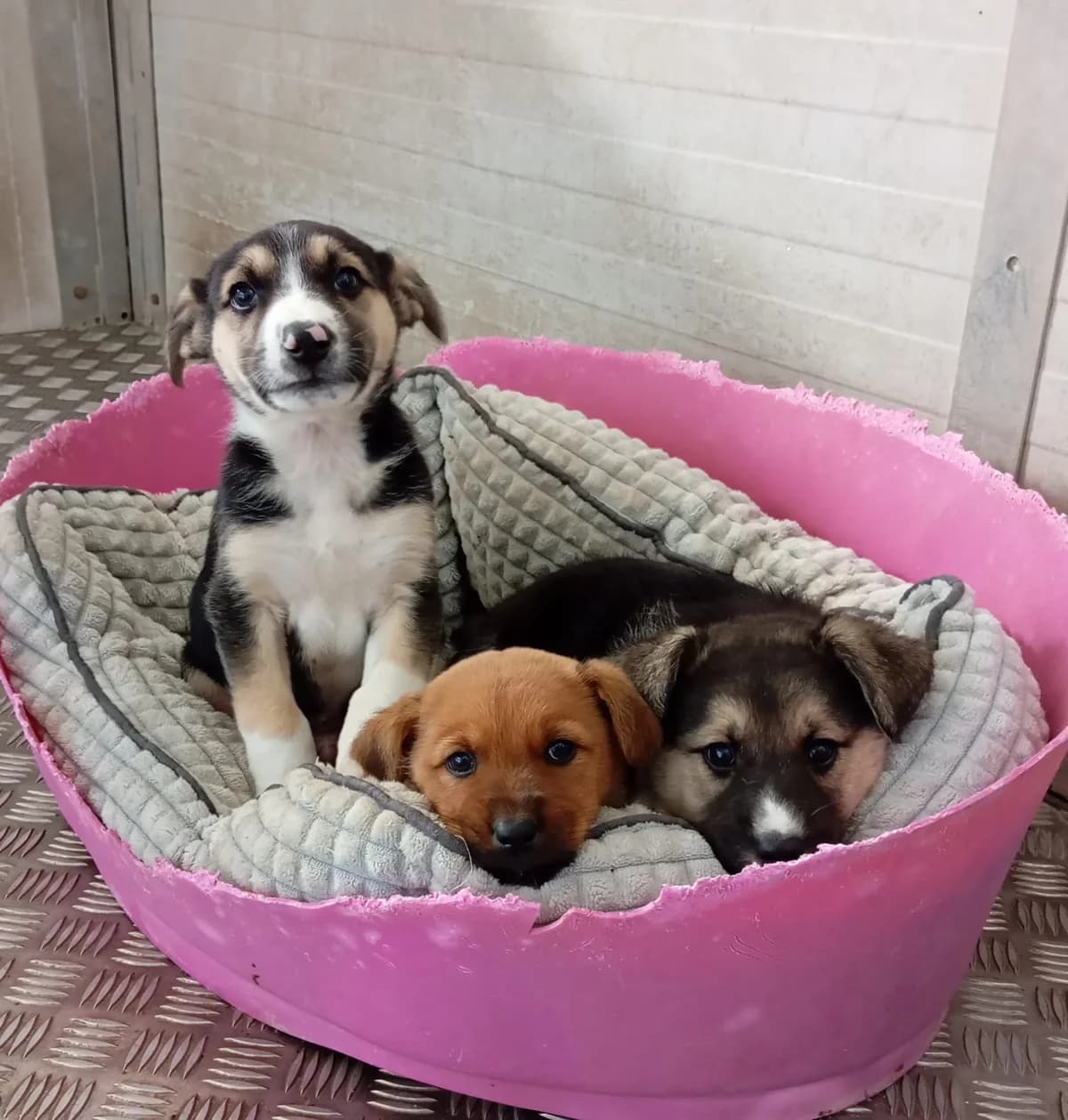 Lori, female Mixed Breed for adoption at Hundehilfe Motril, Hundehilfe Motril photo 6