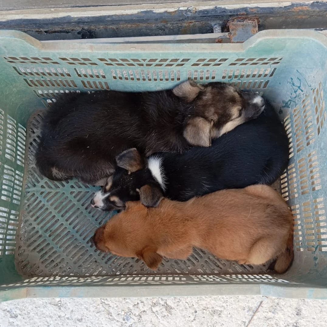 Lori, female Mixed Breed for adoption at Hundehilfe Motril, Hundehilfe Motril photo 7