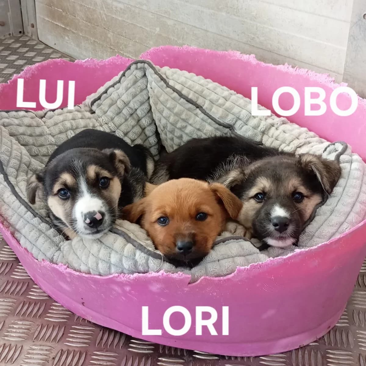 Lori, female Mixed Breed for adoption at Hundehilfe Motril, Hundehilfe Motril photo 8
