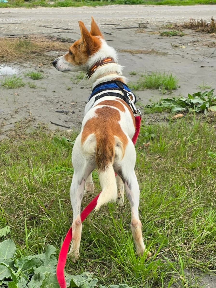 Linda, female puppy Podenco for adoption at Hundehilfe Motril, St. Gallen