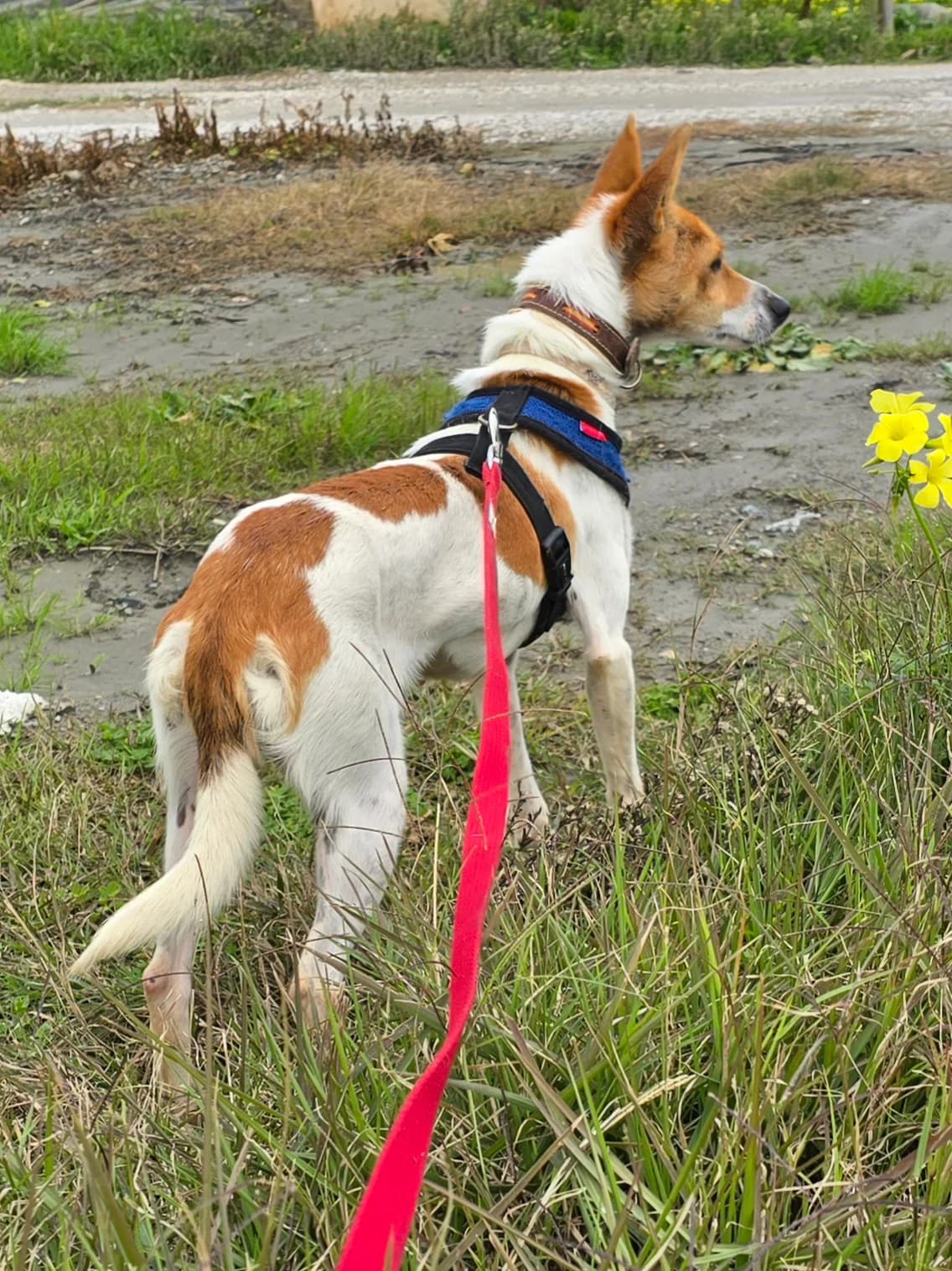 Linda, female Podenco for adoption at Hundehilfe Motril, Hundehilfe Motril photo 2