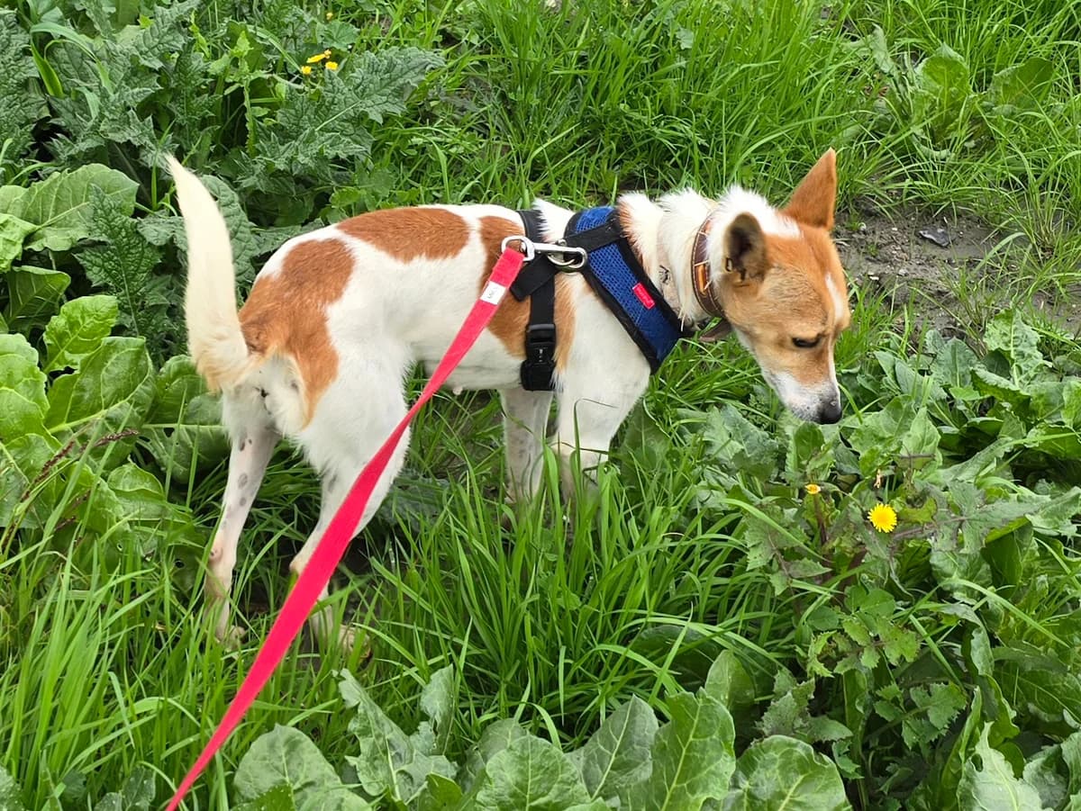 Linda, female Podenco for adoption at Hundehilfe Motril, Hundehilfe Motril photo 3