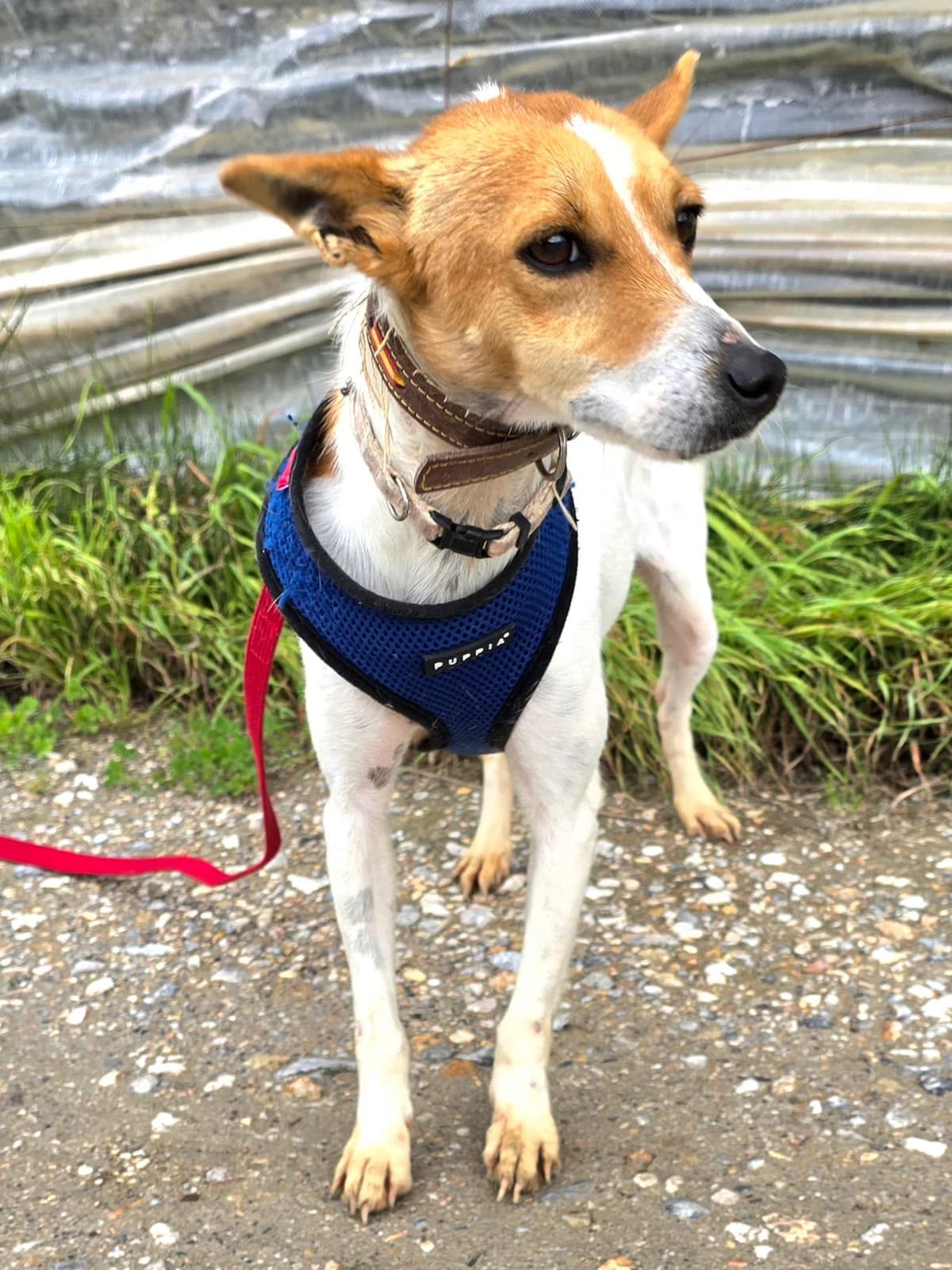 Linda, female Podenco for adoption at Hundehilfe Motril, Hundehilfe Motril photo 4