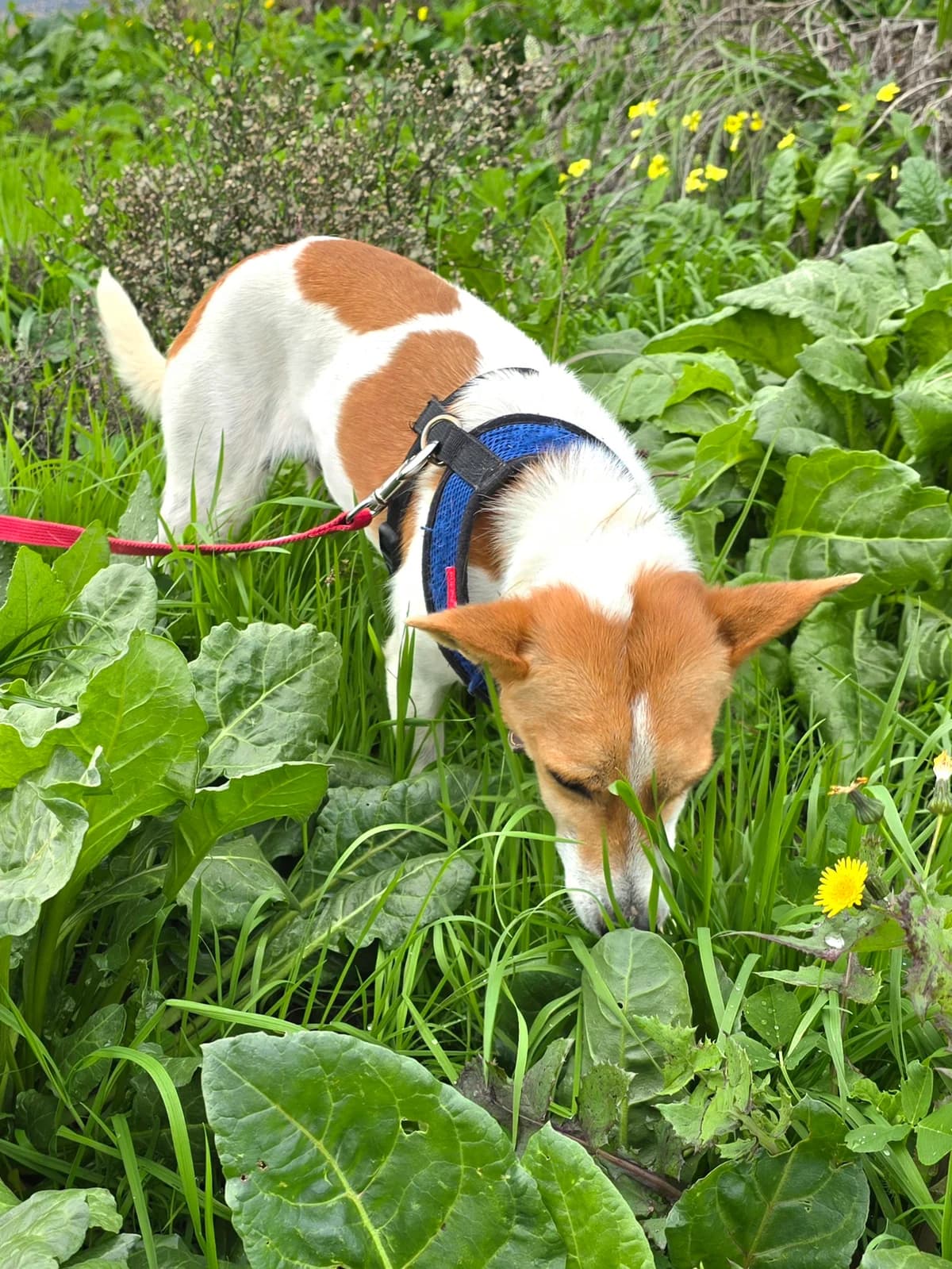 Linda, female Podenco for adoption at Hundehilfe Motril, Hundehilfe Motril photo 5