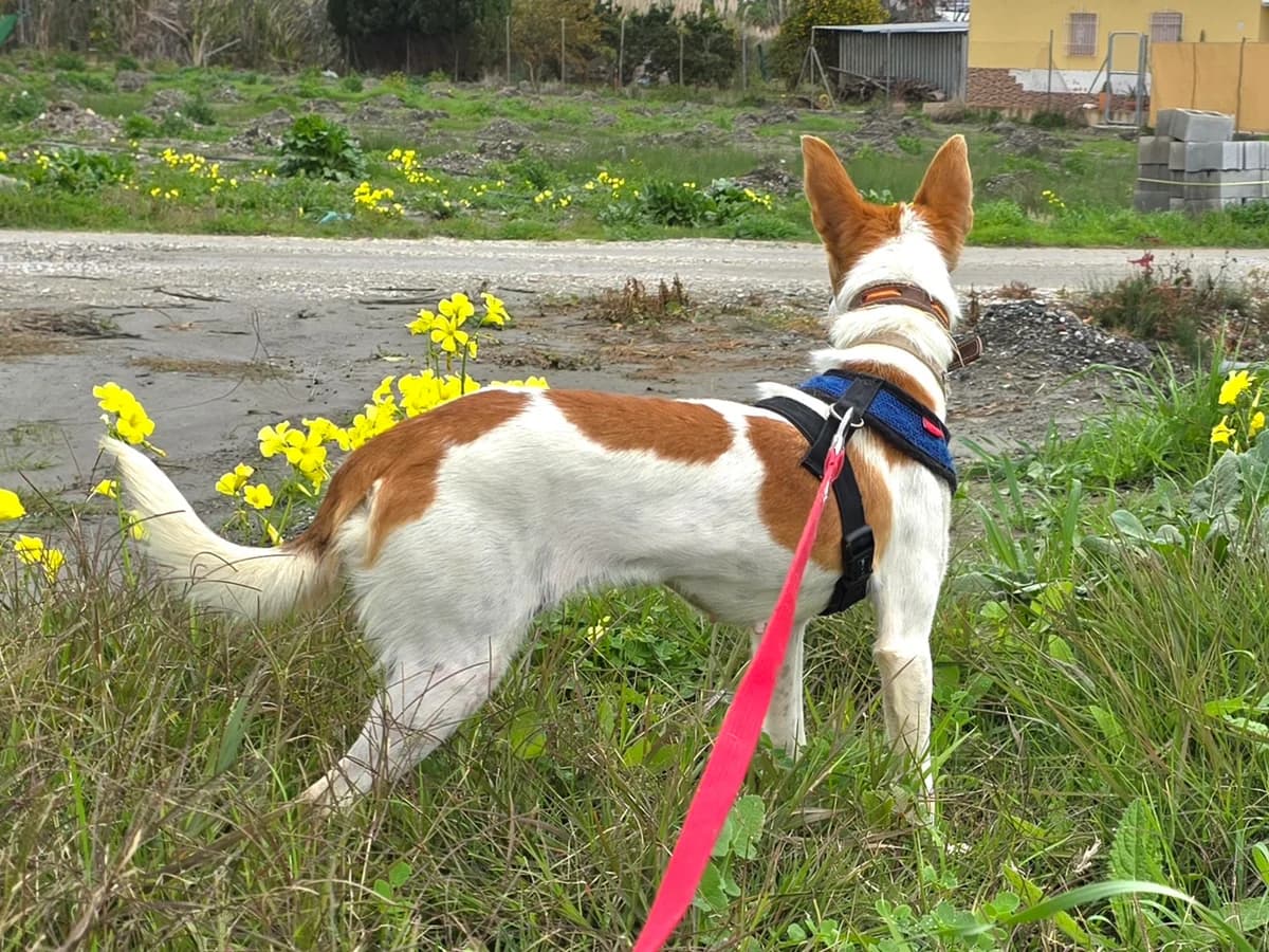 Linda, female Podenco for adoption at Hundehilfe Motril, Hundehilfe Motril photo 6
