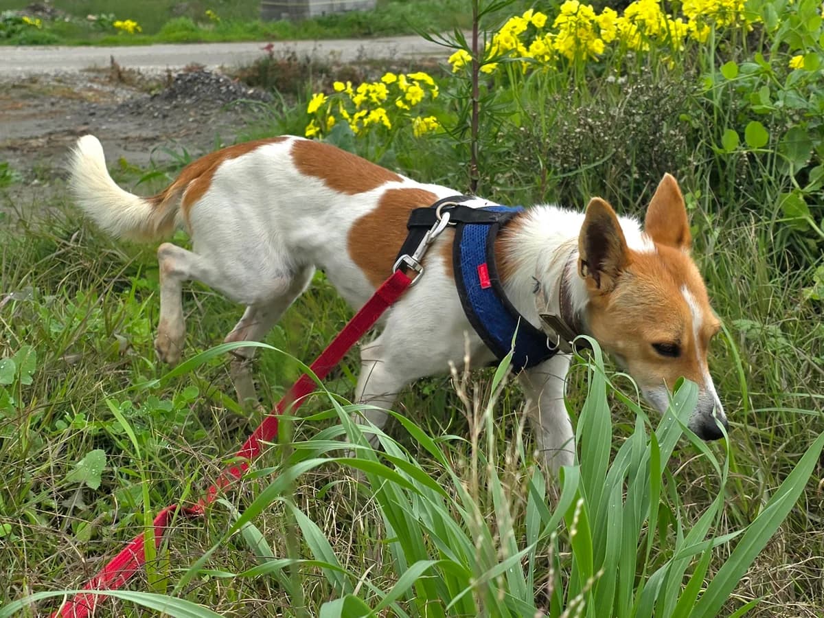 Linda, female Podenco for adoption at Hundehilfe Motril, Hundehilfe Motril photo 7