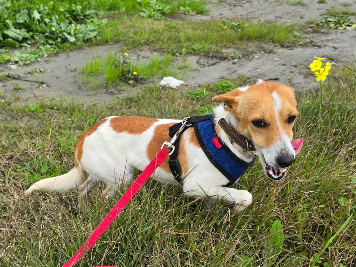 Linda, female Podenco for adoption at Hundehilfe Motril, Hundehilfe Motril photo 8