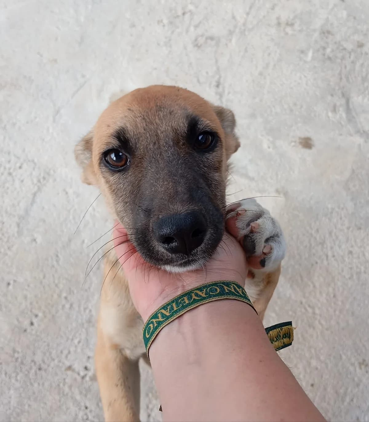 Penny, female Podenco for adoption at Hundehilfe Motril