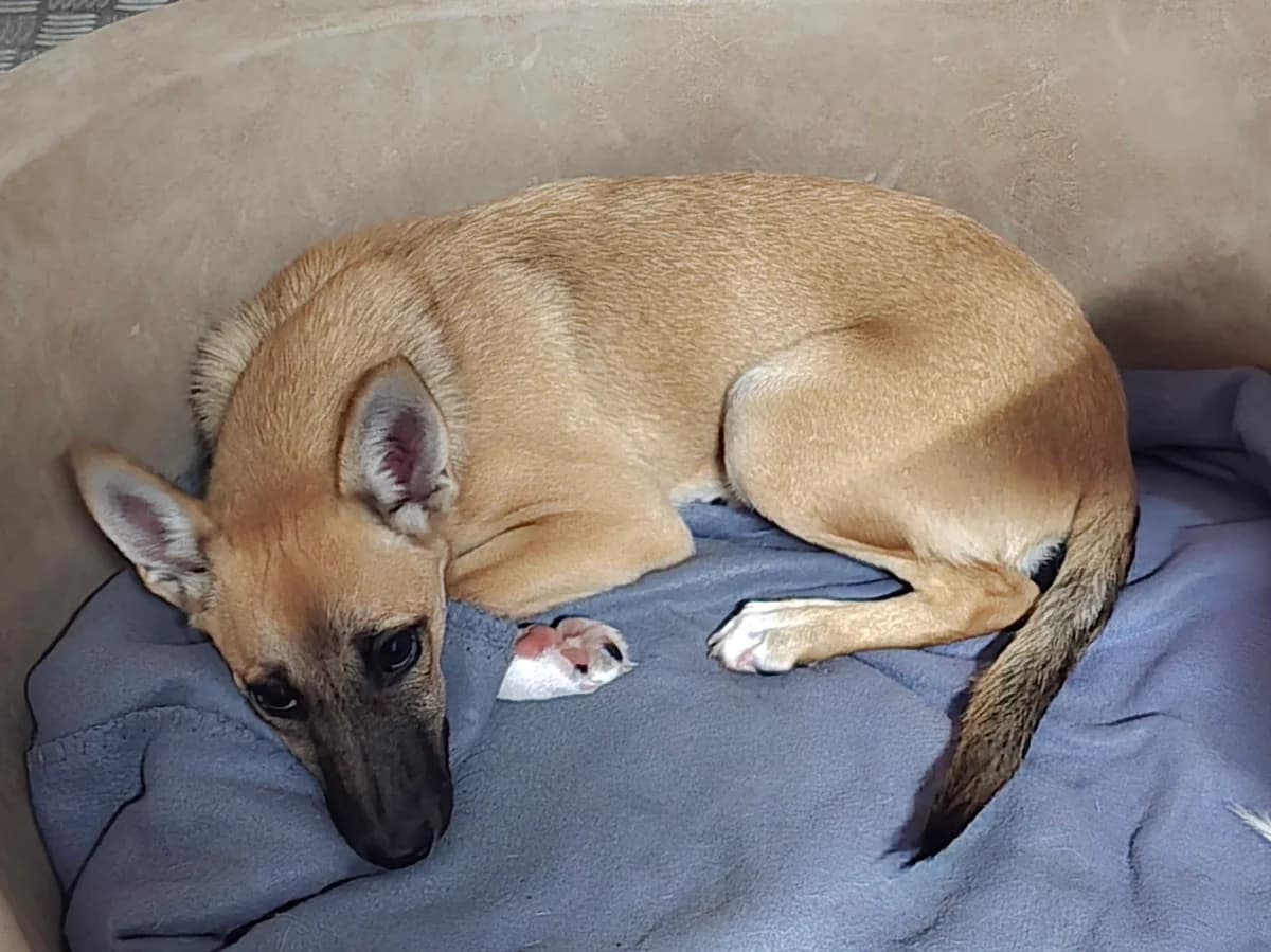 Penny, female Podenco for adoption at Hundehilfe Motril, Hundehilfe Motril photo 2