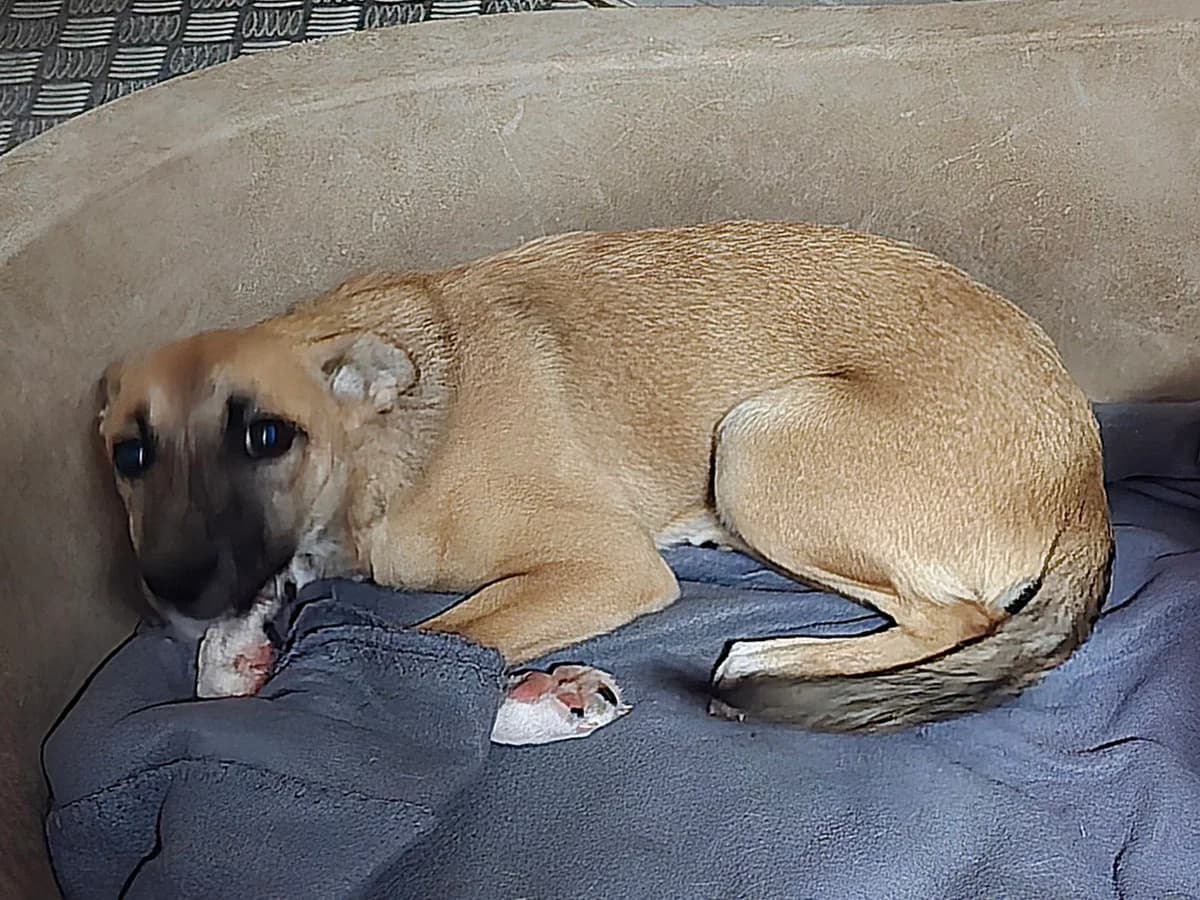 Penny, female Podenco for adoption at Hundehilfe Motril, Hundehilfe Motril photo 3