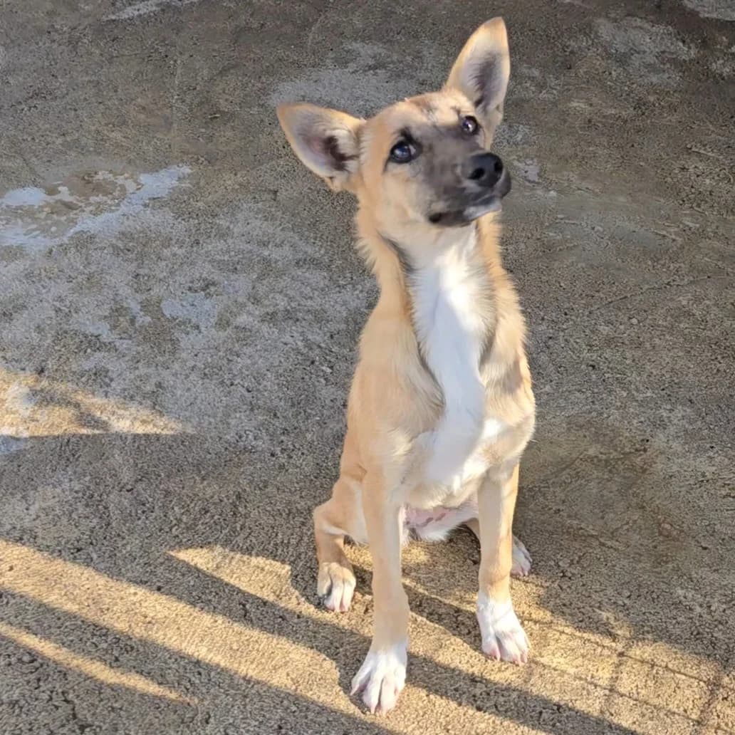 Penny, female Podenco for adoption at Hundehilfe Motril, Hundehilfe Motril photo 4