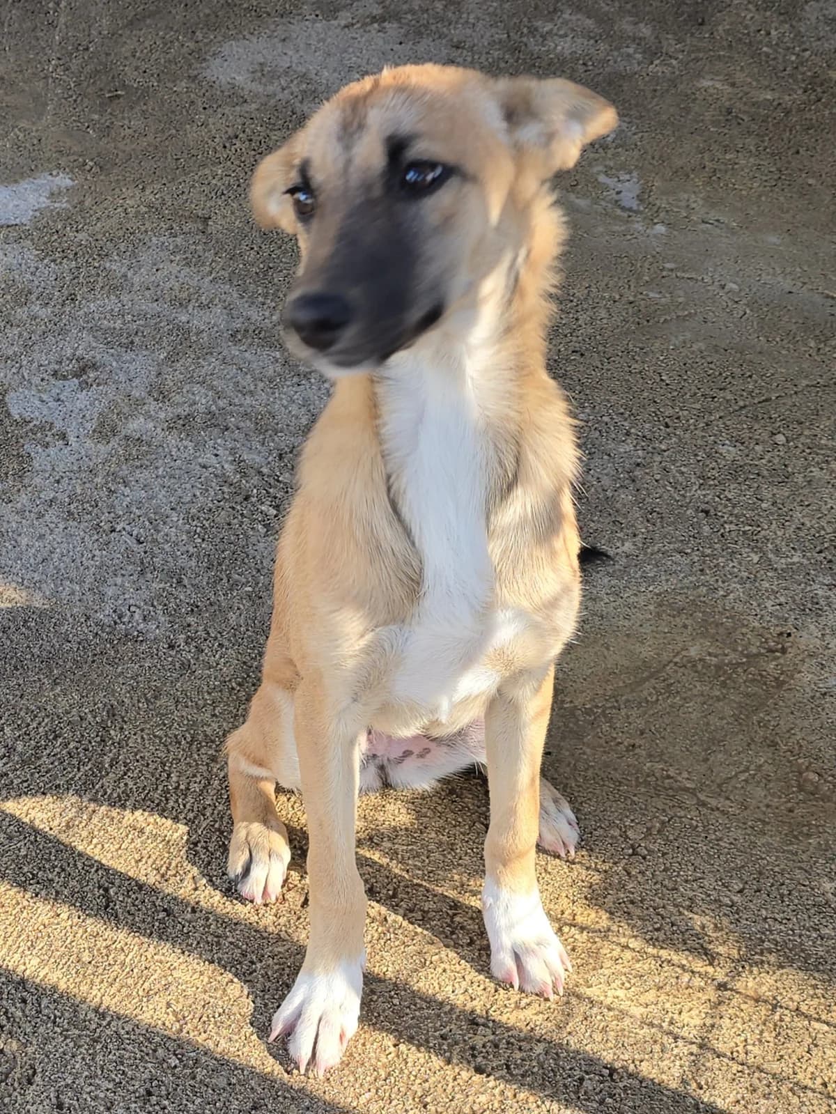 Penny, female Podenco for adoption at Hundehilfe Motril, Hundehilfe Motril photo 5