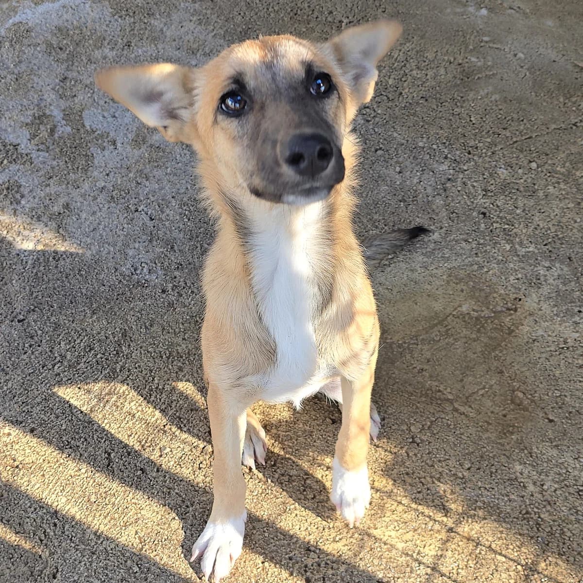 Penny, female Podenco for adoption at Hundehilfe Motril, Hundehilfe Motril photo 6