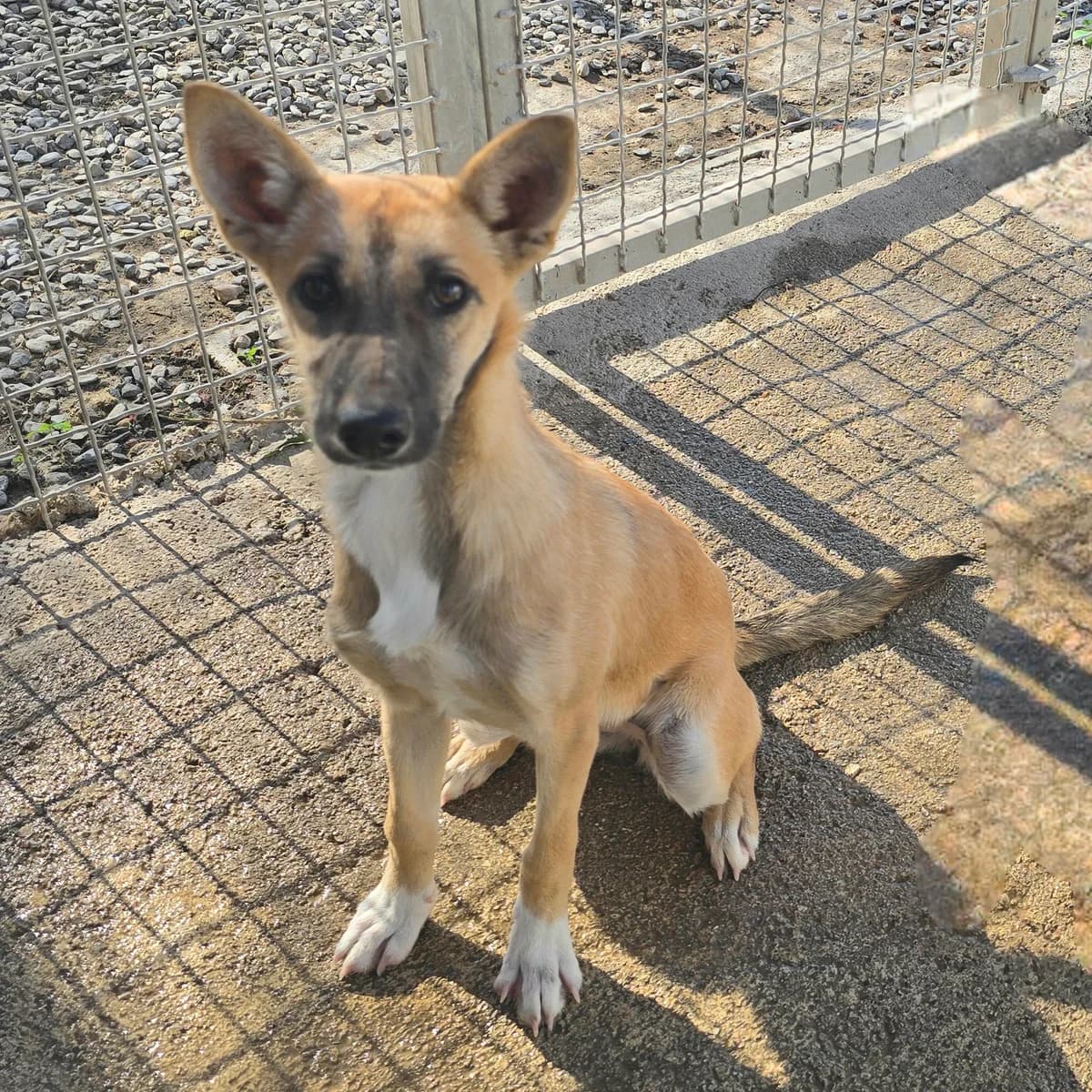 Penny, female Podenco for adoption at Hundehilfe Motril, Hundehilfe Motril photo 7