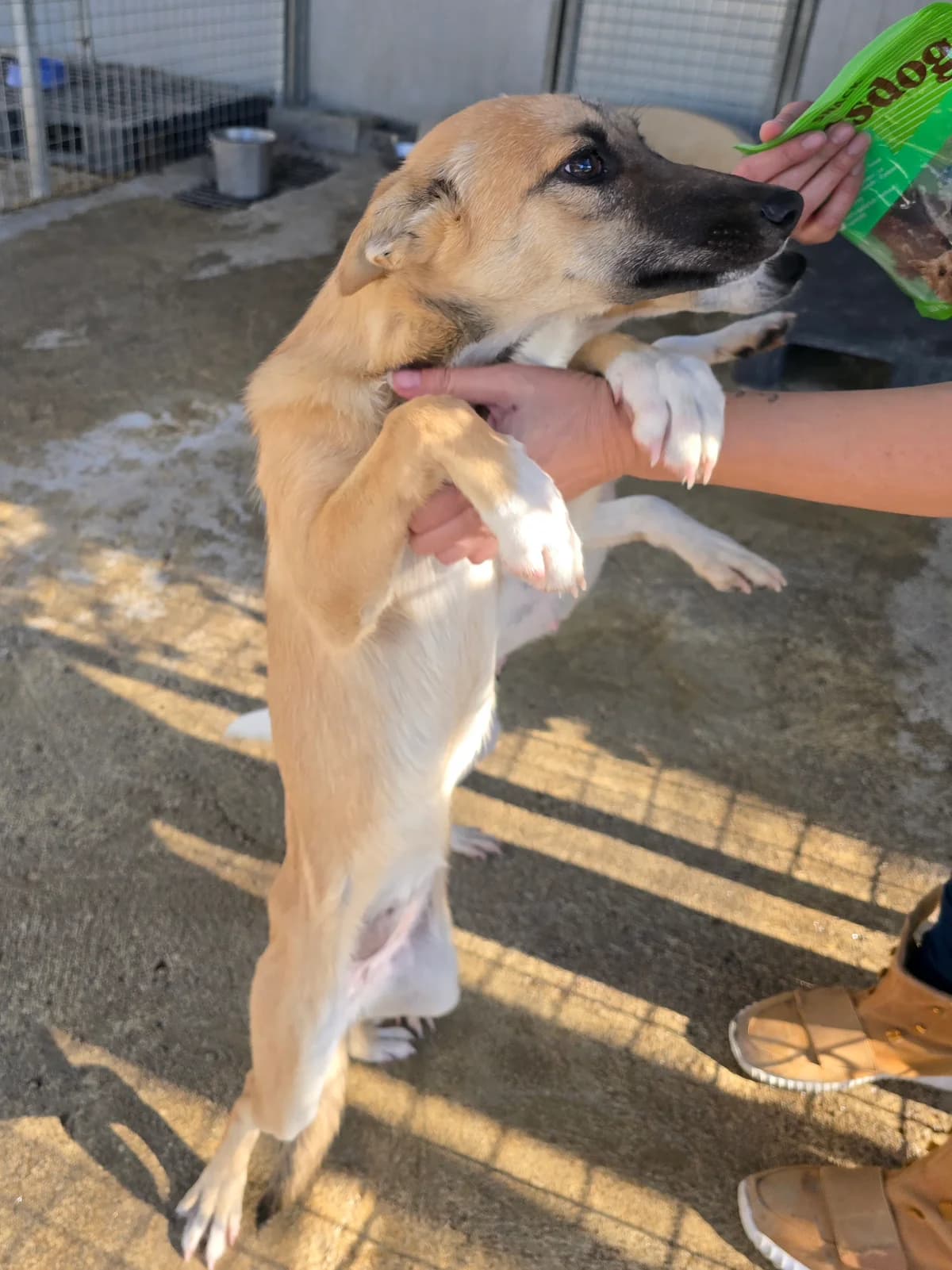 Penny, female Podenco for adoption at Hundehilfe Motril, Hundehilfe Motril photo 8