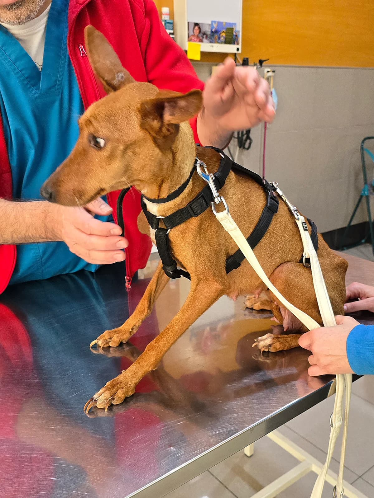 Mia, female puppy Podenco for adoption at Hundehilfe Motril, St. Gallen
