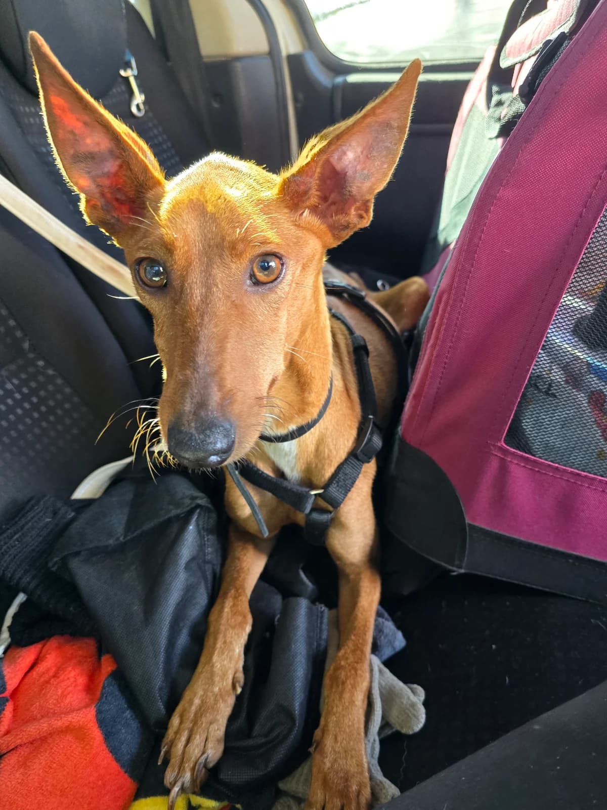 Mia, female Podenco for adoption at Hundehilfe Motril, Hundehilfe Motril photo 3