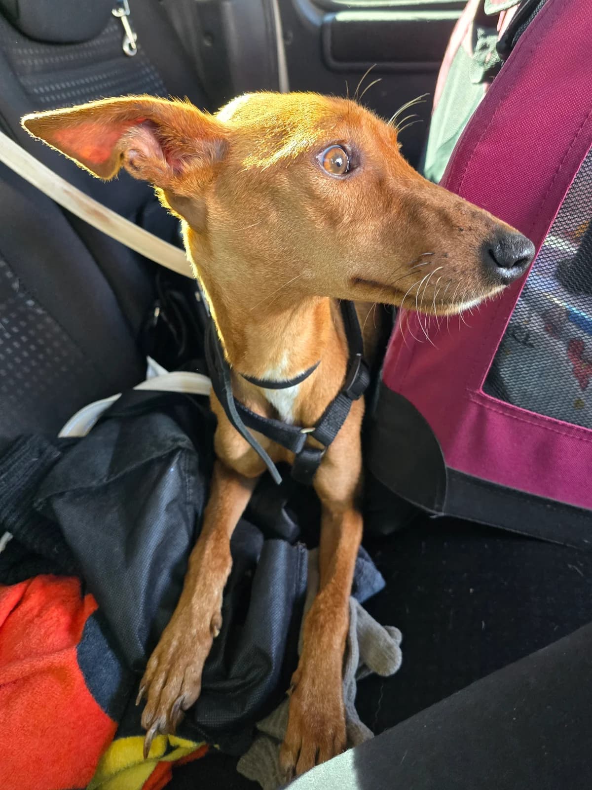Mia, female Podenco for adoption at Hundehilfe Motril, Hundehilfe Motril photo 4